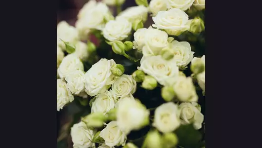 Роза кустовая, белая  5шт. (70см)