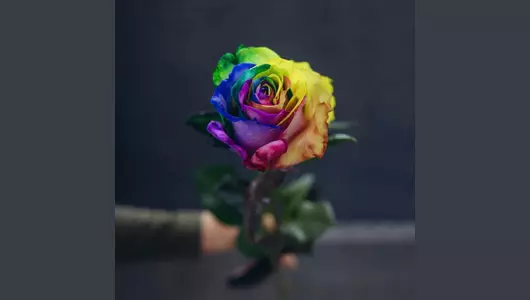Роза рейнбоу 5шт. (70см)