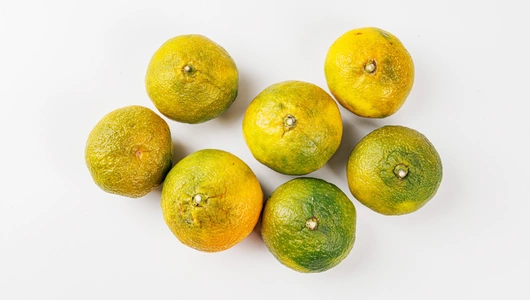 Мандарины Абхазия