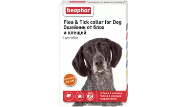 Изображение товара Beaphar ошейник для собак оранжевый New от блох и клещей (6 мес.) 65см