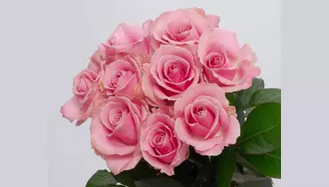 Изображение товара Букет из 9 розовых роз 60 см от бренда Цветовик, Россия