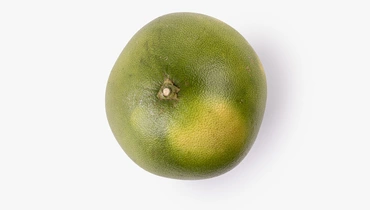 Изображение товара Помело Фламинго - свежий цитрус с ярким вкусом и ароматом