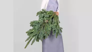 Еловые ветви Нобилис 3шт.