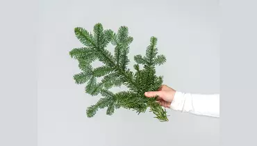 Еловые веточки Нобилиса 5шт