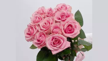 Букет из&nbsp;11 розовых роз 60см (Россия) под&nbsp;ленту