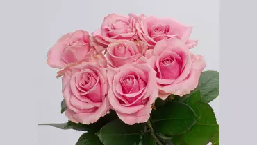 Изображение товара Букет из 7 розовых роз 60см (Россия) под ленту