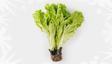 Салат Листовой в горшочке