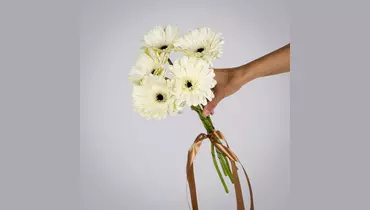 Монобукет из&nbsp;5 белых гербер под&nbsp;ленту