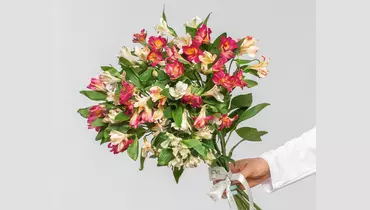 Букет из&nbsp;15 нежных альстромерий микс