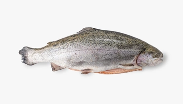 Изображение товара Форель радужная 3+ ПСГ крупная потрошёная свежая рыба