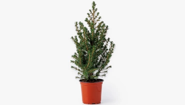 Изображение товара Ель в горшочке, шт