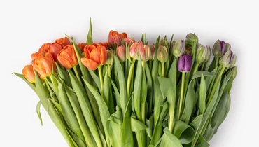 Тюльпаны букет, 15 шт