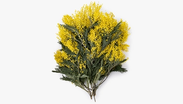 Мимоза букет