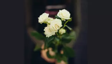 Роза кустовая, белая  5шт. (70см)