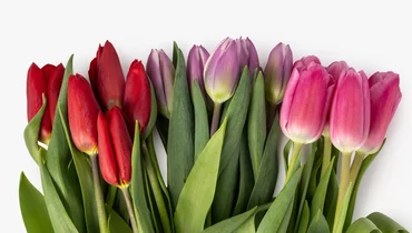 Тюльпаны букет, 5 шт