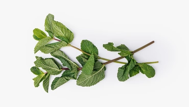 Мята свежая, 10 г