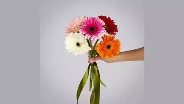 Монобукет из&nbsp;5 гербер микс