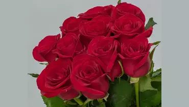 Изображение товара Букет из 11 красных роз 60см (Россия) под ленту