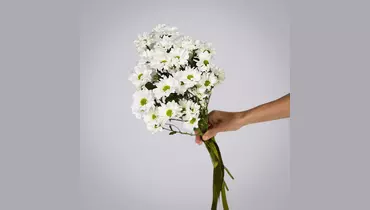 Изображение товара Монобукет из 3 белых кустовых хризантем под ленту