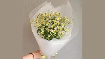 Ромашки кустовые