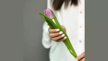 Изысканный лавандовый тюльпан Дабл Прайс  5шт.