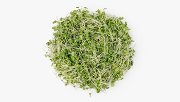 Изображение товара Микрозелень капусты кейл 30г - свежие ростки для салатов и смузи