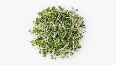 Изображение товара Микрозелень брокколи 30 г полезная свежая добавка к блюдам