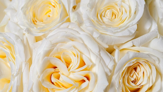 Монобукет из 11 Роз "Candlelight"