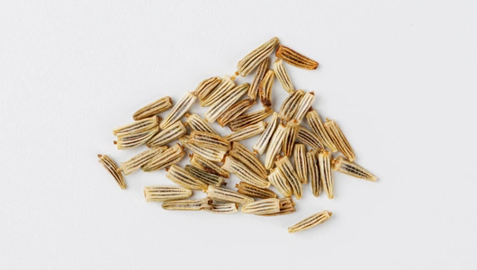 Семена Нивяник махровый_СО