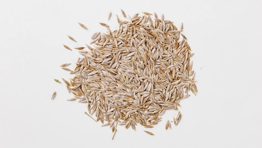 Семена "Салат Задор"