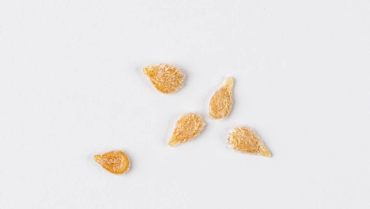 Семена Томат "Красная шапочка" (А)_СО