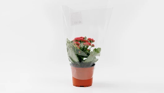 Каланхоэ в&nbsp;горшочке