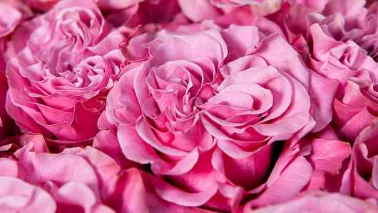 Монобукет 11 Роз "Country Blues" под&nbsp;ленту