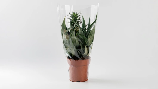 Горшечное растение "Ананас д.12"_СО Горшечное растение "Ананас д.12"_СО