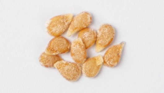 Семена Томат "Сладкая встреча"