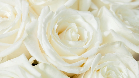 Монобукет из&nbsp;11 пионовидных эквадорских Роз "Playa Blanka" под&nbsp;ленту