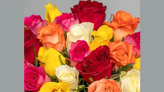 Букет из&nbsp;роз яркий микс 35-40 см (Кения) под&nbsp;атласную ленту 51 шт