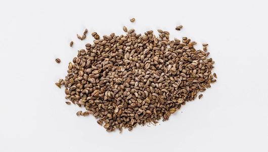 Семена Петрушка "Кучерявец" (А)_СО