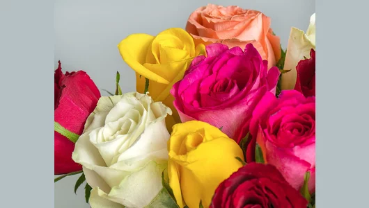 Букет из&nbsp;роз яркий микс 35-40 см (Кения) под&nbsp;атласную ленту 15 шт