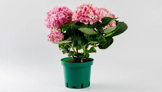 Гортензия в&nbsp;горшочке