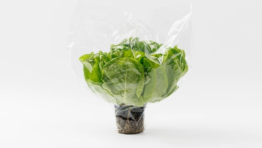 Салат маслянистый зеленый в горшочке