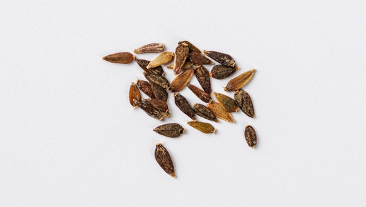 Семена Астра альпийская Фиолетовая_СО