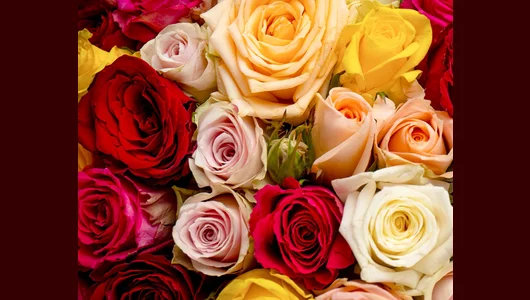 Букет из&nbsp;роз яркий микс 35-40 см (Кения) под&nbsp;атласную ленту 101 шт