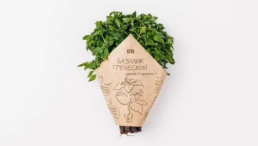 Базилик греческий в горшочке, шт Базилик греческий в горшочке, шт