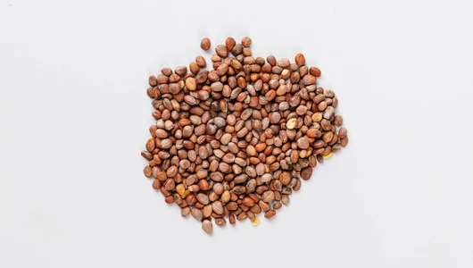 Семена Редис "Октава" (А)_СО