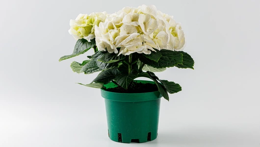 Гортензия в&nbsp;горшочке