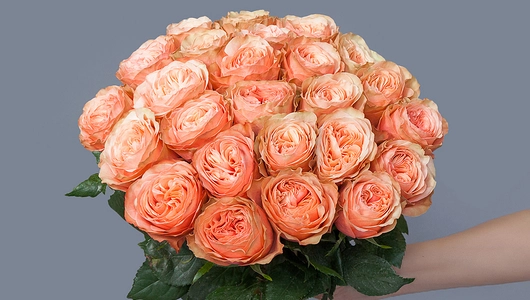 Монобукет 25 Роз «Kahala»