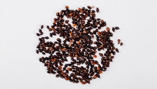 Семена "Щавель Широколистный" 0,5 г