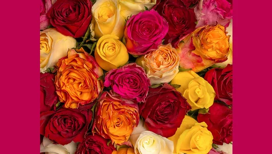 Букет из&nbsp;роз яркий микс 35-40 см (Кения) под&nbsp;атласную ленту 75шт