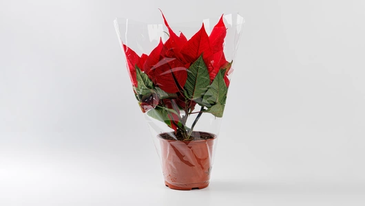 Пуансеттия в горшочке, шт